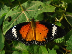 Cethosia cyane