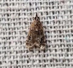Scoparia penumbralis