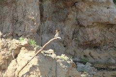 Alopochelidon fucata