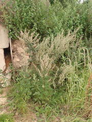 Artemisia mongolica