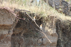 Alopochelidon fucata
