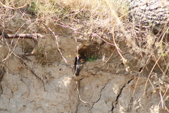 Alopochelidon fucata