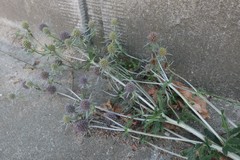 Eryngium planum