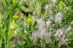 Salix kochiana