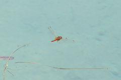 Sympetrum fonscolombii