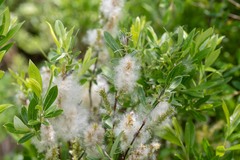 Salix kochiana