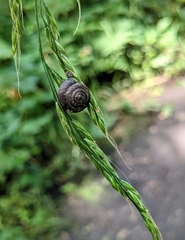 Trochulus striolatus