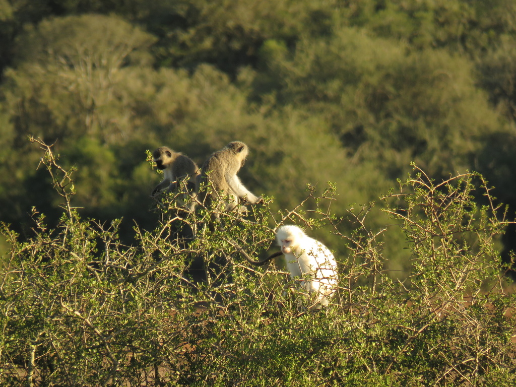 Vervet Monkey