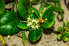 Cynanchum natalitium