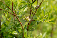 Salix kochiana