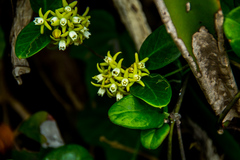 Cynanchum natalitium