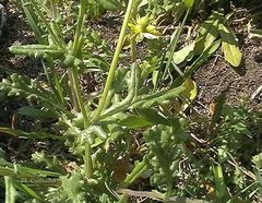 Senecio gallicus