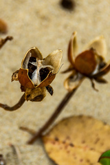 Scaevola plumieri