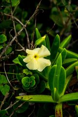 Thunbergia dregeana