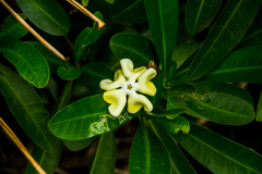 Voacanga thouarsii