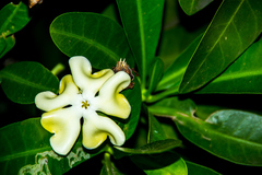 Voacanga thouarsii