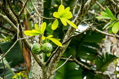 Voacanga thouarsii