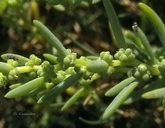 Suaeda albescens