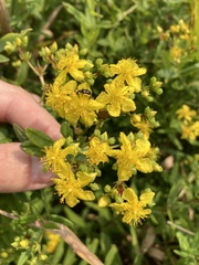 Hypericum sphaerocarpum