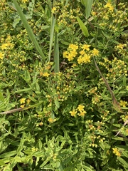 Hypericum sphaerocarpum