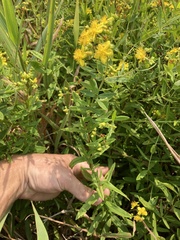 Hypericum sphaerocarpum