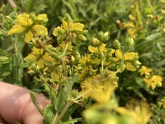 Hypericum sphaerocarpum