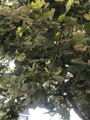 Platanus occidentalis