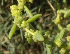 Suaeda albescens
