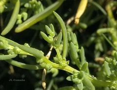 Suaeda albescens