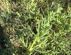 Suaeda albescens