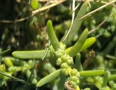 Suaeda albescens