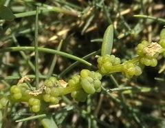 Suaeda albescens