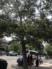 Platanus occidentalis