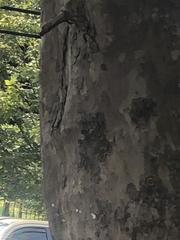 Platanus occidentalis