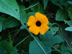 Thunbergia alata