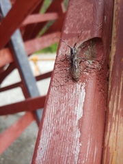 Monochamus maculosus