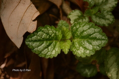 Lamium galeobdolon argentatum
