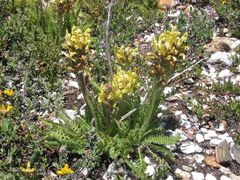 Pedicularis schizocalyx