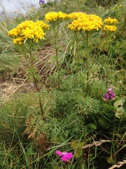 Jacobaea adonidifolia
