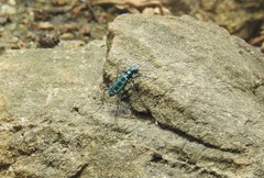 Cosmodela barmanica