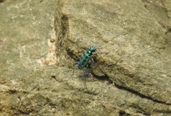 Cosmodela barmanica