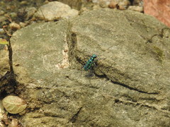 Cosmodela barmanica