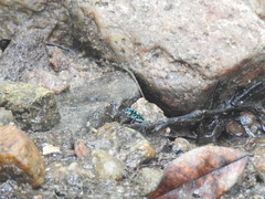 Cosmodela barmanica
