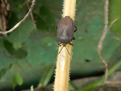 Coridius chinensis