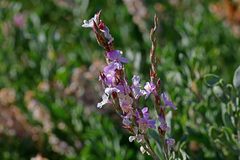 Limoniastrum monopetalum