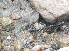 Cosmodela barmanica