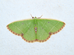 Comibaena leucospilata