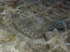 Myrichthys breviceps