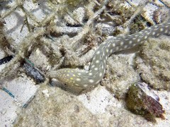 Myrichthys breviceps