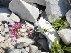 Centranthus ruber